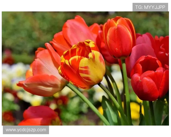 EDG战队在DOTA2比赛中的包夹策略分析与成败得失探讨